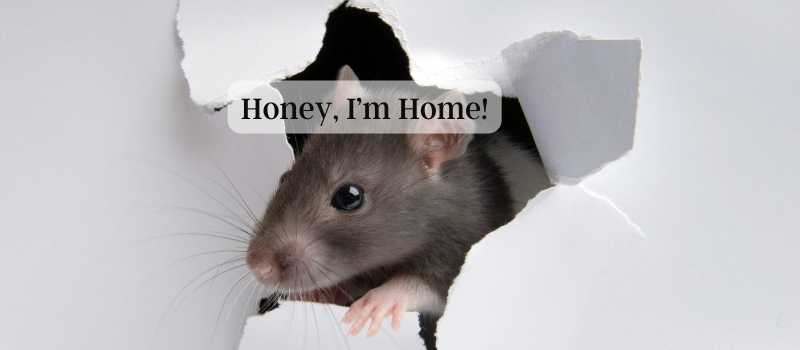 Tips for keeping rats out of your yard and home in Palm Coast, Florida Tips for keeping rats out of your yard and home in Palm Coast, Florida