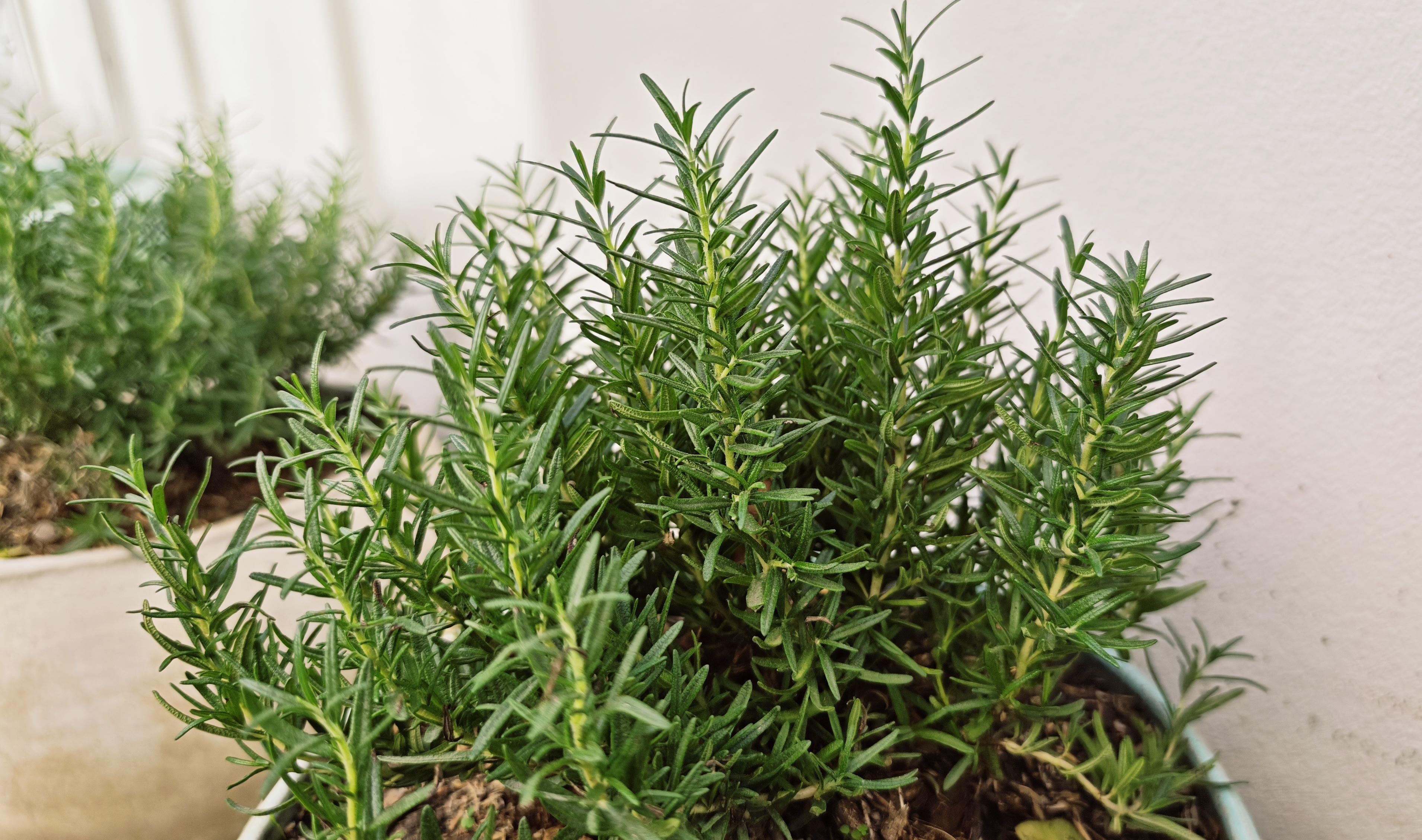 rosemary2