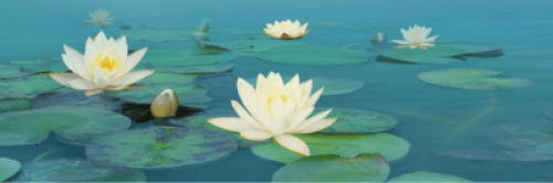 Lotus Funeral Services